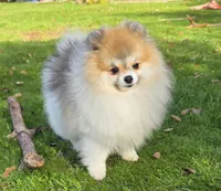 Varessa , a female Pomeranian for sale in Redding, CA – 2 of 4