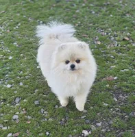 Kopa , a male Pomeranian for sale in Redding, CA – 3 of 6