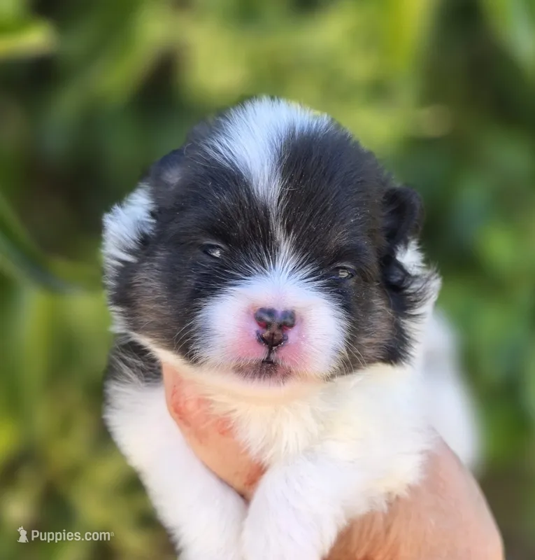 Zion  – Pomeranian puppy for sale in Redding, CA