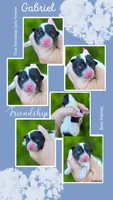 Gabriel, a male Pomeranian for sale in Redding, CA – 2 of 9