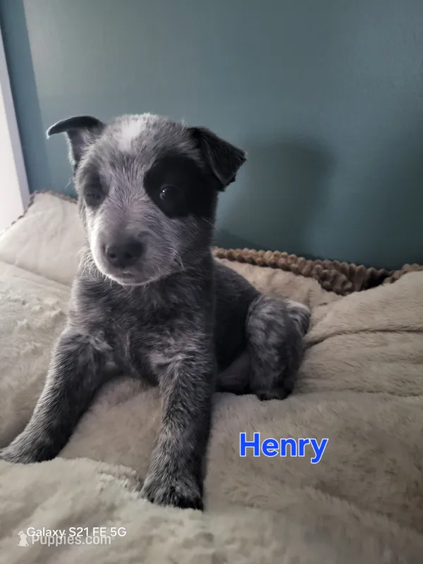 Henry