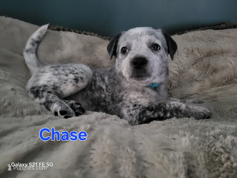 Chase