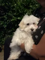 Sipon, a female Coton de Tulear for sale in Bethesda, MD – 2 of 3