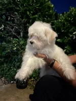 Grisou, a female Coton de Tulear for sale in Bethesda, MD – 2 of 3