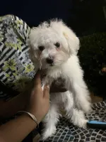 Kina, a female Coton de Tulear for sale in Bethesda, MD – 2 of 3