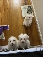 Grisou, a female Coton de Tulear for sale in Bethesda, MD – 3 of 3