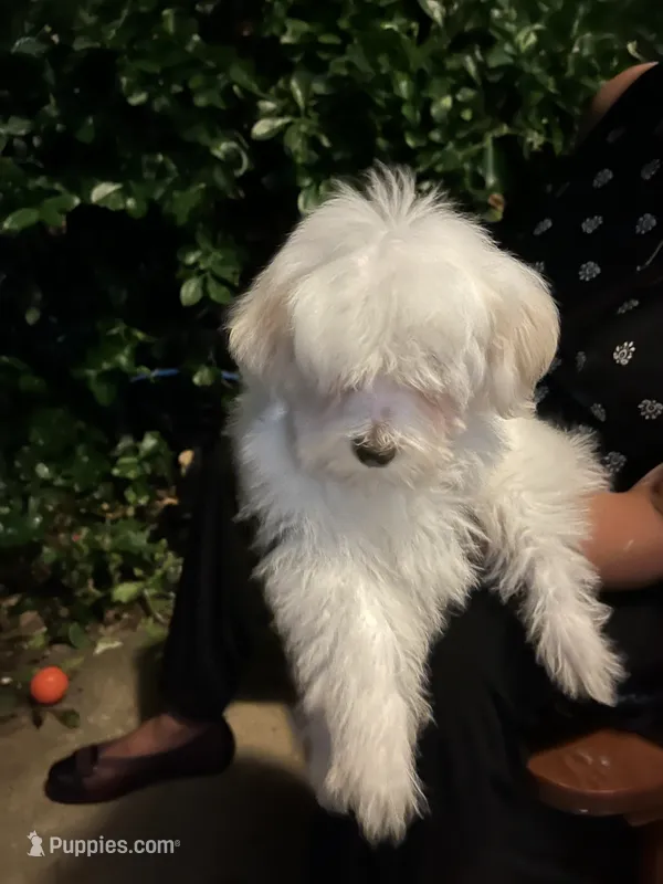 Grisou – Coton de Tulear puppy for sale in Bethesda, MD