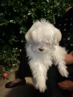 Grisou, a female Coton de Tulear for sale in Bethesda, MD – 1 of 3