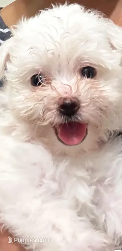 Milou – Coton de Tulear puppy for sale in Bethesda, MD