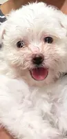 Milou, a female Coton de Tulear for sale in Bethesda, MD – 1 of 4
