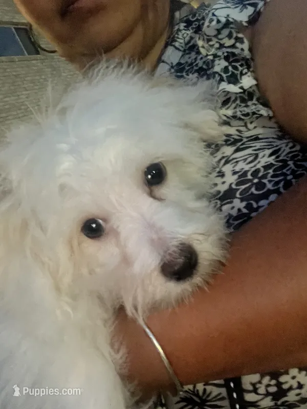 Milou – Coton de Tulear puppy for sale in Bethesda, MD