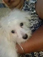 Milou, a female Coton de Tulear for sale in Bethesda, MD – 1 of 2