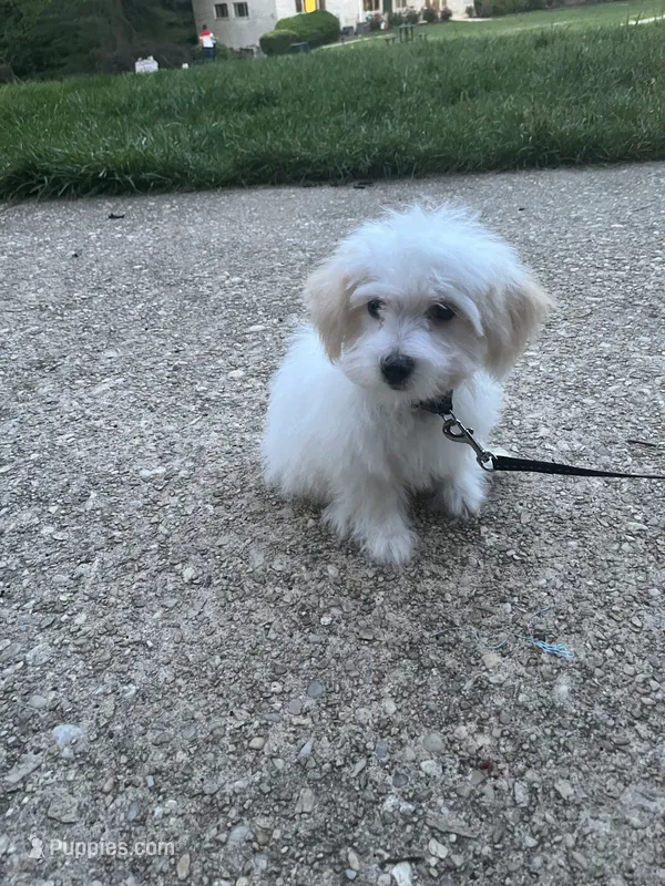 Sipon – Coton de Tulear puppy for sale in Bethesda, MD