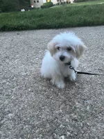 Sipon, a female Coton de Tulear for sale in Bethesda, MD – 1 of 3