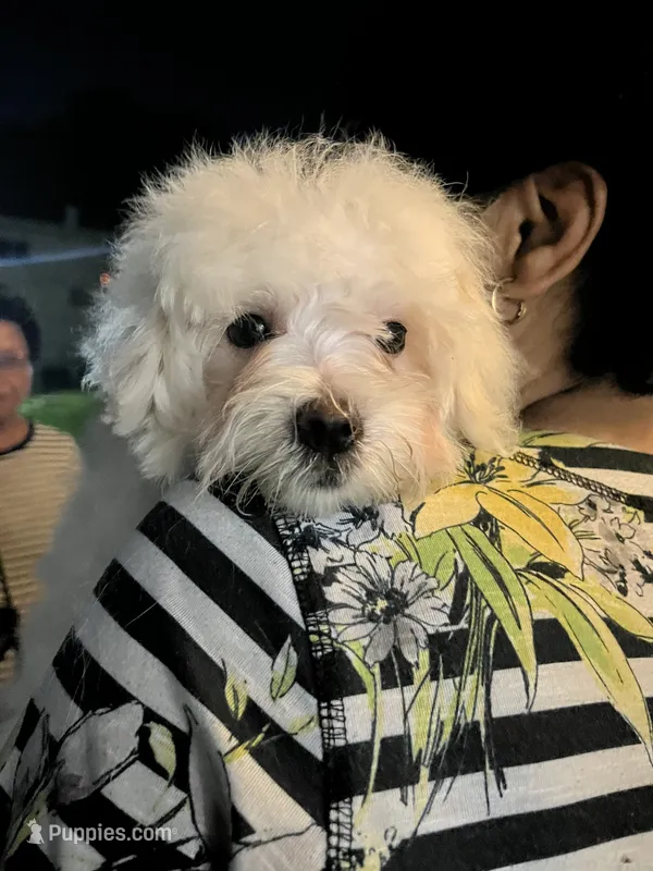 Kina – Coton de Tulear puppy for sale in Bethesda, MD