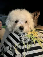 Kina, a female Coton de Tulear for sale in Bethesda, MD – 1 of 3