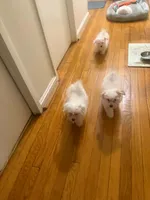 Milou, a female Coton de Tulear for sale in Bethesda, MD – 4 of 4