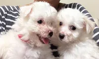 Milou, a female Coton de Tulear for sale in Bethesda, MD – 3 of 4