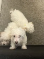 Sipon, a female Coton de Tulear for sale in Bethesda, MD – 3 of 3