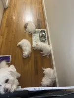 Milou, a female Coton de Tulear for sale in Bethesda, MD – 2 of 2