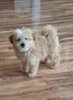 Zeus, a male Maltipoo for sale in Monroe North, WA – 2 of 4