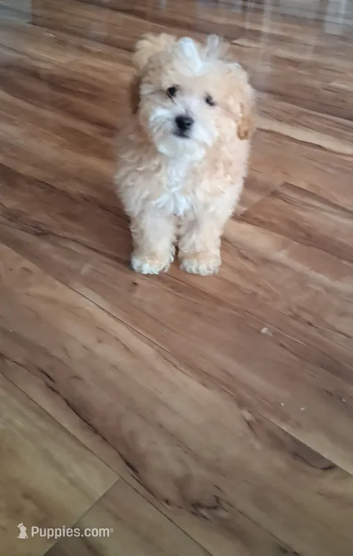 Zeus – Maltipoo puppy for sale in Monroe North, WA