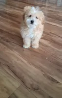 Zeus, a male Maltipoo for sale in Monroe North, WA – 1 of 4