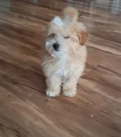 Zeus, a male Maltipoo for sale in Monroe North, WA – 4 of 4