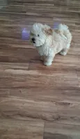 Zeus, a male Maltipoo for sale in Monroe North, WA – 3 of 4