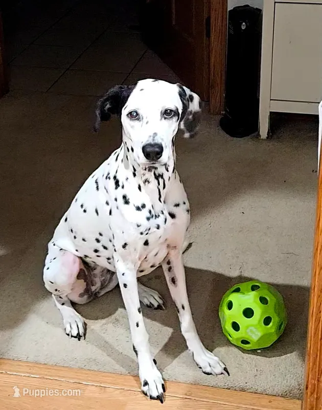 Mya – Dalmatian puppy for sale in Rockford, IL