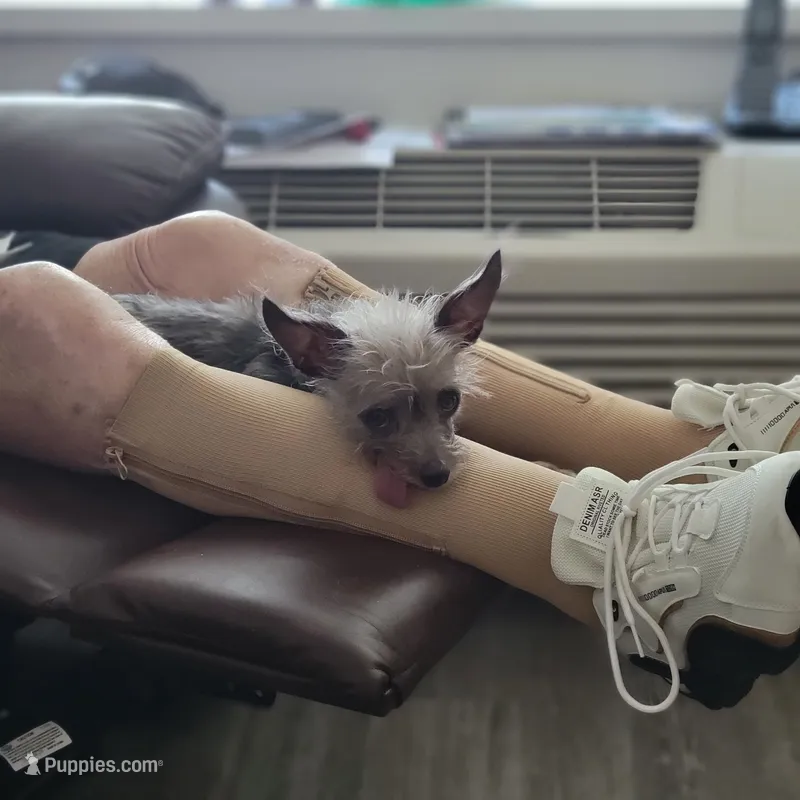 Happy – Rat Terrier puppy for sale in Rockford, IL