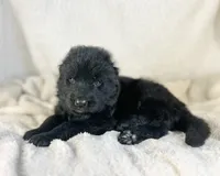 AKC Long Haired - Nebel, a male German Shepherd Dog for sale in Cadott, WI – 2 of 7