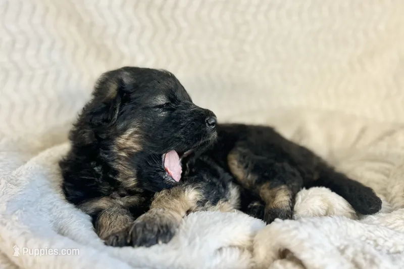 AKC Long Haired - Thor – German Shepherd Dog puppy for sale in Cadott, WI