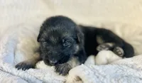 AKC Long Haired - Thimble, a male German Shepherd Dog for sale in Cadott, WI – 4 of 7