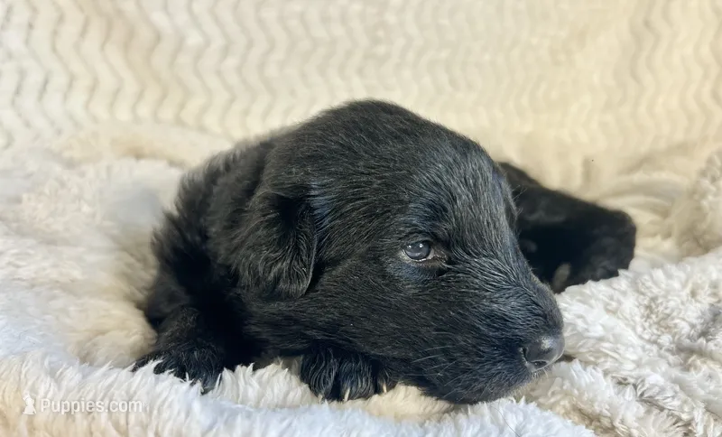 AKC - Long Haired Maebel – German Shepherd Dog puppy for sale in Cadott, WI