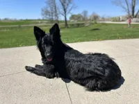 AKC - Long Haired Maebel, a female German Shepherd Dog for sale in Cadott, WI – 8 of 9