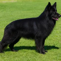 AKC Long Haired - Bandit, a male German Shepherd Dog for sale in Cadott, WI – 3 of 4