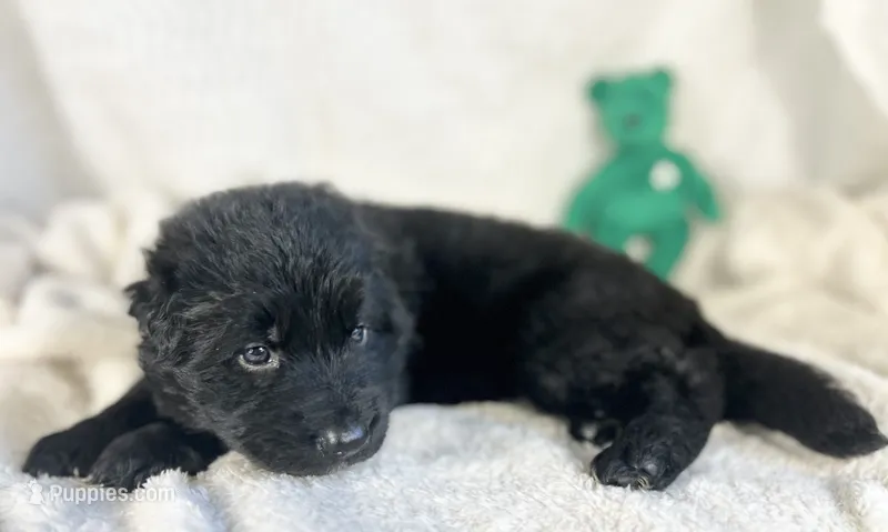 AKC Long Haired - Inkwell – German Shepherd Dog puppy for sale in Cadott, WI