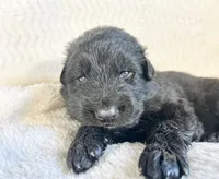 AKC Long Haired - Inkwell, a male German Shepherd Dog for sale in Cadott, WI – 5 of 9