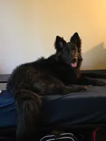 AKC - Long Haired Maebel, a female German Shepherd Dog for sale in Cadott, WI – 4 of 9