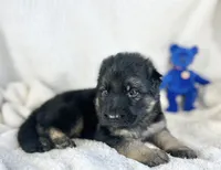 AKC Long Haired - Thimble, a male German Shepherd Dog for sale in Cadott, WI – 2 of 7