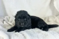 AKC Long Haired - Inkwell, a male German Shepherd Dog for sale in Cadott, WI – 3 of 9