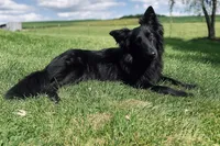 AKC Long-Haired Solid Black Dahlia, a female German Shepherd Dog for sale in Cadott, WI – Photo 2 of 5