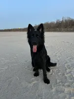 AKC Long-Haired Solid Black Dahlia, a female German Shepherd Dog for sale in Cadott, WI – Photo 4 of 5