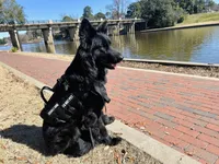 AKC Long-Haired Solid Black Dahlia, a female German Shepherd Dog for sale in Cadott, WI – Photo 5 of 5