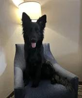 AKC Long-Haired Solid Black Dahlia, a female German Shepherd Dog for sale in Cadott, WI – Photo 3 of 5