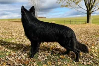 AKC Long-Haired Solid Black Dahlia, a female German Shepherd Dog for sale in Cadott, WI – Photo 1 of 5