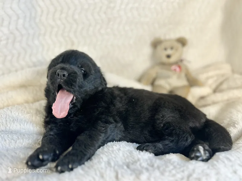 AKC Long Haired - Bandit – German Shepherd Dog puppy for sale in Cadott, WI