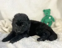 AKC Long Haired - Inkwell, a male German Shepherd Dog for sale in Cadott, WI – 2 of 9