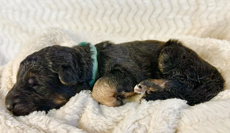 AKC Long Haired - Thor – German Shepherd Dog puppy for sale in Cadott, WI